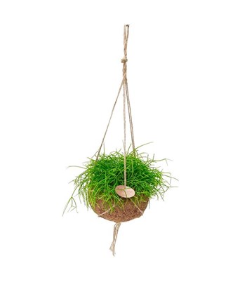 Rhipsalis  Spagetti Kaktüs